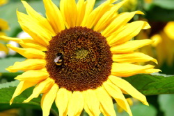 Tanja Lieblingsblume