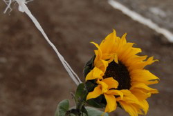 . . . jetzt bin ich allein und traurig . . . 