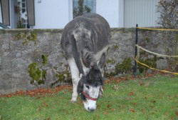 2.2010.11.21 Foto: Hejo Mies