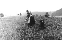 1954 in Ahrm�hle : Familie Johann Mies bei der Kartoffelernte. Archivbild : Hejo Mies