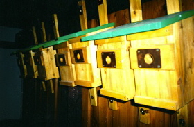 1995 Nistk�sten f�r Salchenbusch  (Foto Johann Vossen)