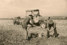 Um 1965 bei Blankenheimerdorf, Traktor und Roder erleichtern die Arbeit. Foto : J. Vossen  