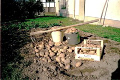 Goldene Erdfrucht 2008, da lacht das Herz des Kleing�rtners. Foto : J. Vossen  