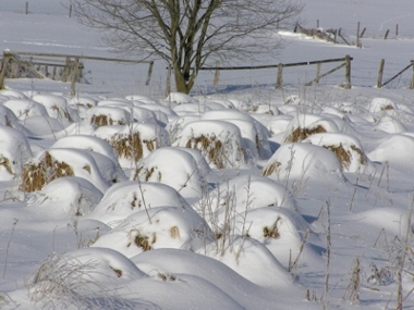 Bulte  � Hejo Mies