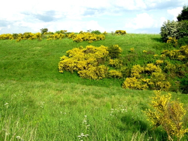 Eifelgold � Hejo Mies