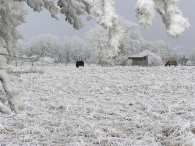 Island Pferde  � Hejo Mies