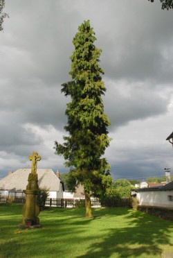 Seelenbaum 2008 � Hejo Mies 2008